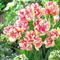 Tulpė 'Belicia' - 5 vnt.