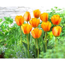 Tulip za rumenilo Apeldoorn - 5 kom