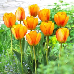 Tulip za rumenilo Apeldoorn - 5 kom