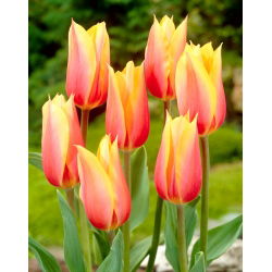 Tulip Blushing Beauty - 5 buah - 