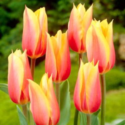 Tulip Blushing Beauty - 5 buah - 