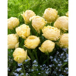 Tulipano 'Bowl of Beauty' - 5 pz