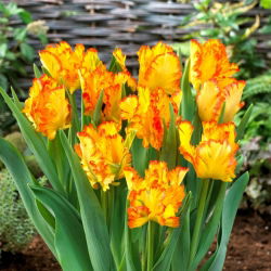 Tulipán karibský papoušek - 5 ks.