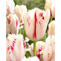 Tulip Carrousel - 5 buah - 