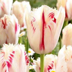 Tulip Carrousel - 5 buah - 