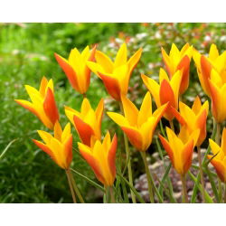 Tulip Chrysantha Tubergen&#39;s Gem - 5 adet - 