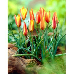 Tulip Clusiana Sheila - pakej besar! - 50 keping - 