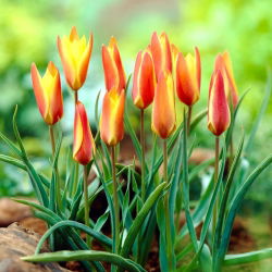 Tulip Clusiana Sheila - pakej besar! - 50 keping - 