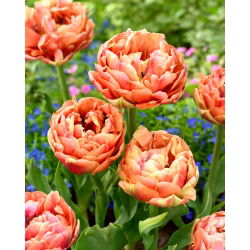 Tulpe 'Kupfer Bild' - 5 Stk