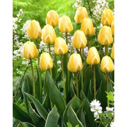 Tulip Cream Cocktail - pakej besar! - 50 keping - 