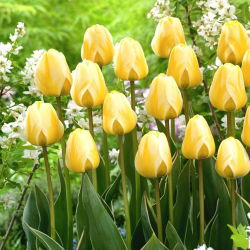 Tulip Cream Cocktail - pakej besar! - 50 keping - 