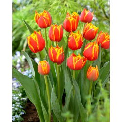 Tulip Crossfire - 5 adet - 