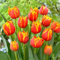 Tulip Crossfire - 5 adet - 
