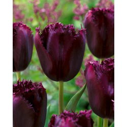 Tulip Cuban Night - 5 buah - 