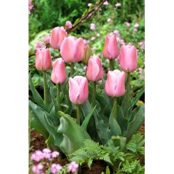 Tulip Evening Breeze - 5 stk.