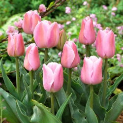 Tulip Evening Breeze - 5 stk.