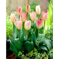 Tulipán Flaming Purissima - 5 ks