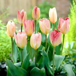 Tulipán Flaming Purissima - 5 ks