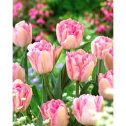 Tulip 'Foxtrot' - 5 pcs
