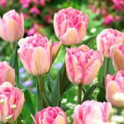 Tulpe 'Foxtrott' - 5 Stk
