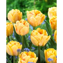 Tulip Foxy Foxtrot - 5 adet - 