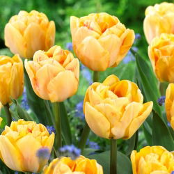 Tulip Foxy Foxtrot - 5 adet - 