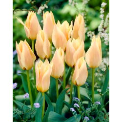Tulipan 'Za Elise' - 5 kosov