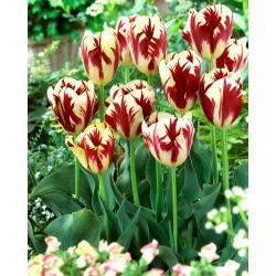 Tulip Grand Perfection - 5 adet - 
