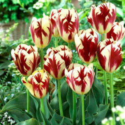 Tulip Grand Perfection - 5 adet - 