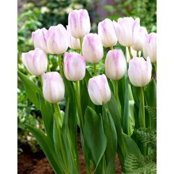 Tulip Gwen - 5 piezas