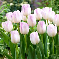 Tulip Gwen - pakej besar! - 50 keping - 