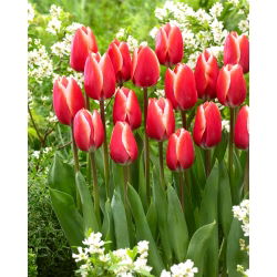 Tulip Kelly - stor pakke! - 50 stk.