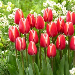 Tulipan Kelly - 5 kom
