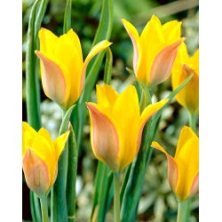 Tulip Kolpakowskiana - 5 adet - 
