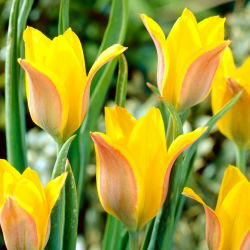 Tulip Kolpakowskiana - 5 adet - 