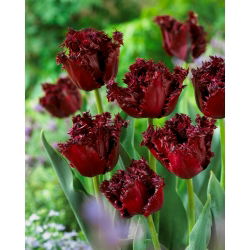 Tulip Labrador - 5 buah - 