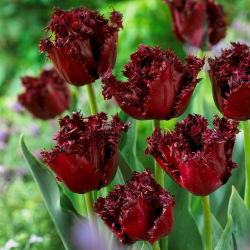 Tulip Labrador - 5 buah - 