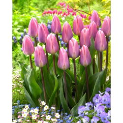 Tulip Light And Dreamy - 5 buah - 