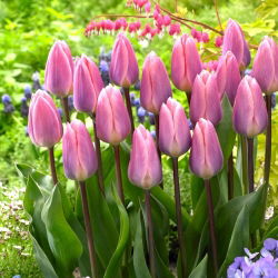 Tulip Light And Dreamy - 5 buah - 