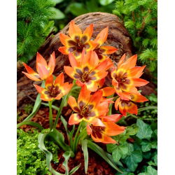 Tulip Little Princess - 5 buah - 