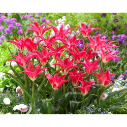 Tulp Madalyn - groot pakket! - 50 stuks - 