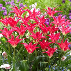Tulp Madalyn - groot pakket! - 50 stuks - 