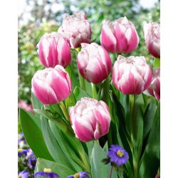 Tulipan Melrose - 5 stk