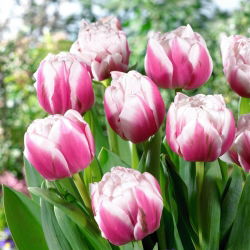 Tulipan Melrose - 5 stk