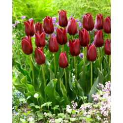 Tulip National Velvet - nagy csomag! - 50 db.