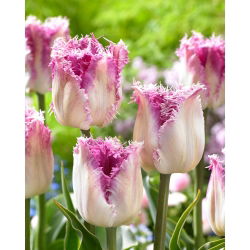 Tulip Oviedo - 5 buah - 