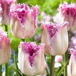 Tulip Oviedo - 5 buah - 