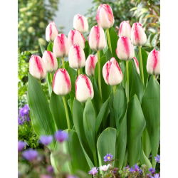 Tulip Playgirl - nagy csomag! - 50 db.