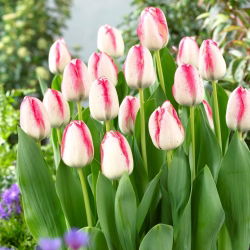 郁金香花花公子-5件 - 