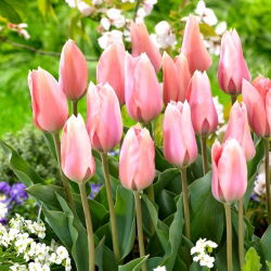 Tulip Poco Loco - 5 adet - 